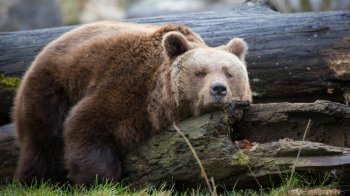 野熊的世界电脑壁纸