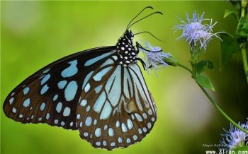 那格浦尔的蝴蝶图片