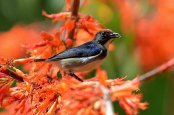 朱背啄花鸟鸟类图片