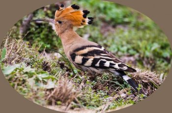 武汉湿地遇见戴胜鸟