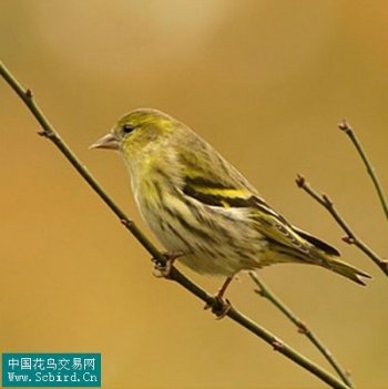 雀形目鸟类名称图片大全