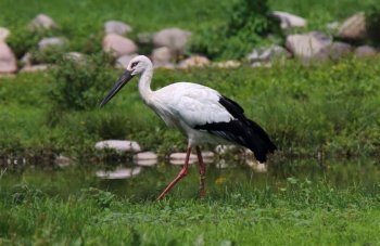 东方白鹳高清图片大全
