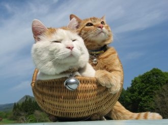 可爱的萌宠喵星人