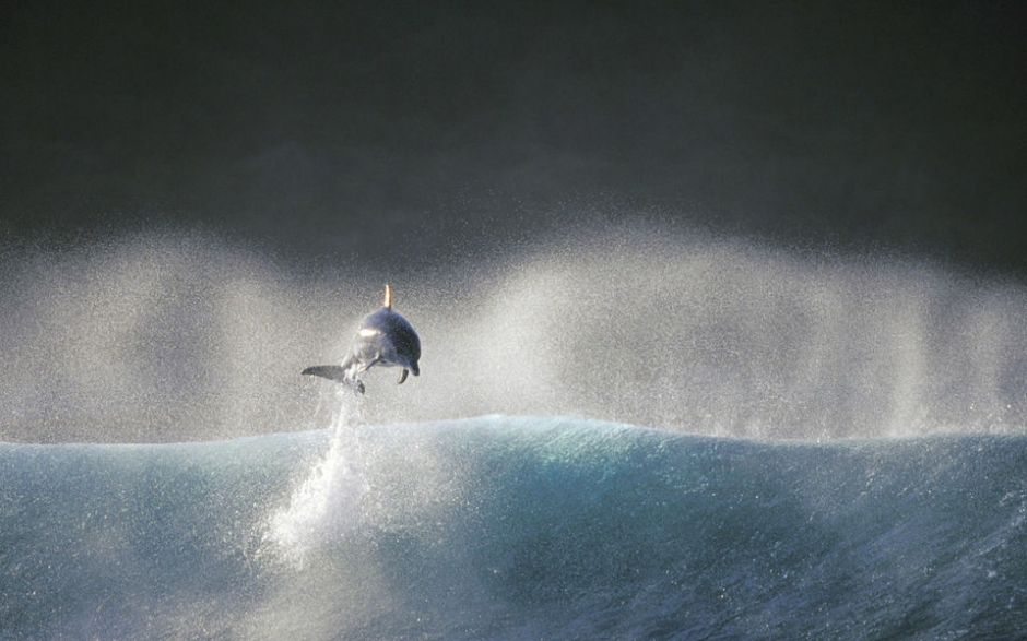 大海中的精灵 海豚宽屏壁纸