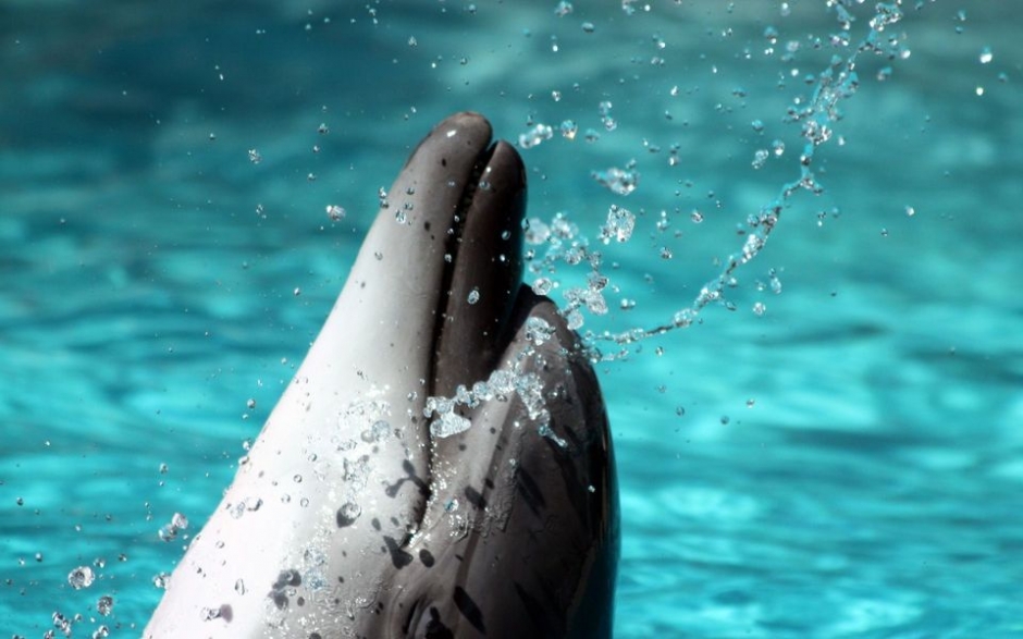 大海中的精灵 海豚宽屏壁纸