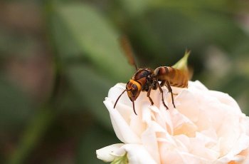 马蜂图片高清大全