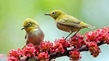 可爱小巧相思鸟