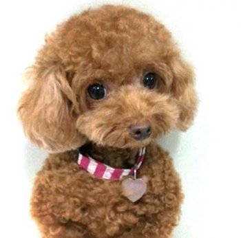 可爱萌宠小泰迪头像图片