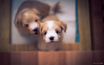 可爱呆萌汪星人