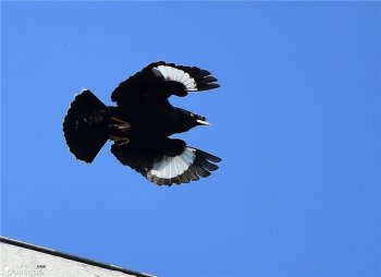 天空飞翔着的八哥鸟高清图片