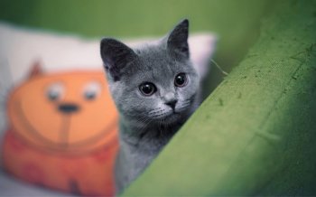 喵星人可爱呆萌图片电脑桌面壁纸给高清下载