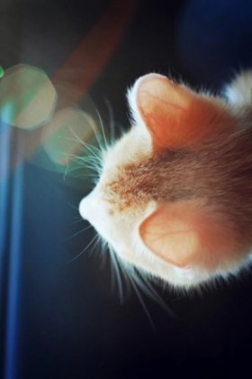 小猫图片，小猫图片大全