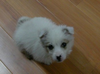 小型宠物狗的品种及图片