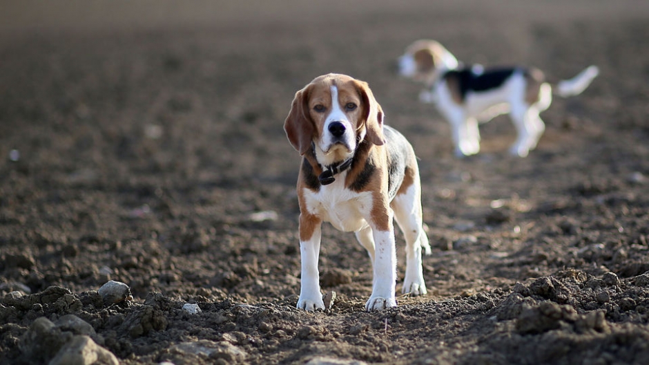 比格犬宽屏壁纸