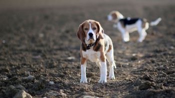 比格犬宽屏壁纸