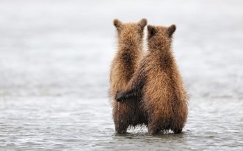 憨憨的大狗熊图片