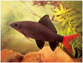 红尾黑鲨鱼图片 观赏鱼图片