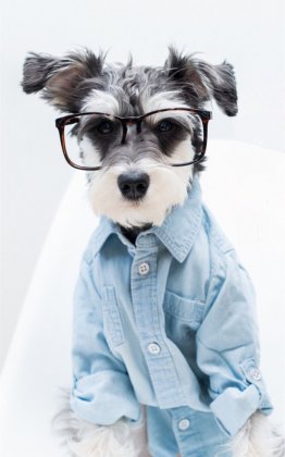 呆萌萌宠表情包-雪纳瑞