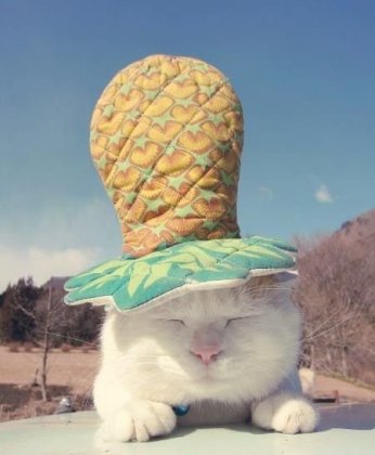 喵星人呆萌可爱图片 一言不合就顶东西