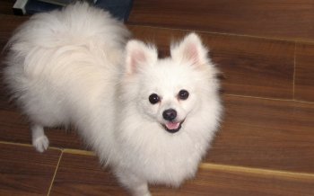 可爱宠物博美高清图片