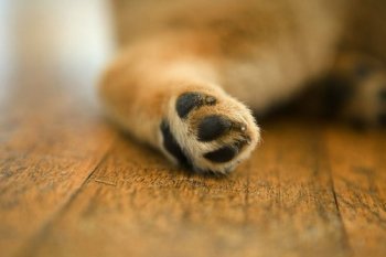 恋上你的爪，猫爪美图