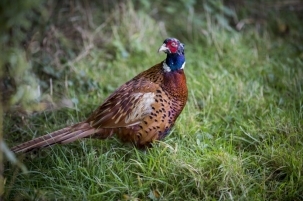 动物图片，雉鸡