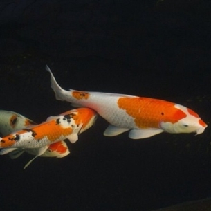 锦鲤，好运鱼，风水鱼