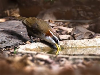 可爱的小鸟灰头钩嘴鹛高清摄影图片
