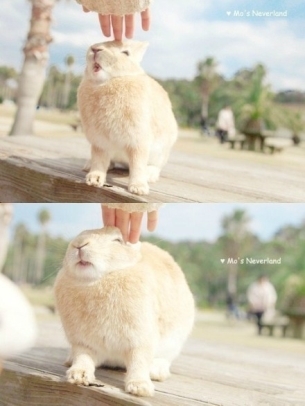 日本大久野岛的兔子