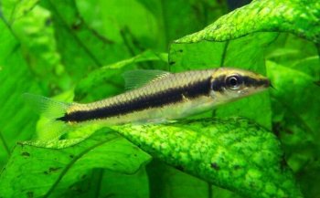 黑线飞狐鱼图片  观赏鱼图片