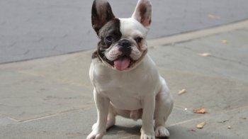 法国斗牛犬丑萌图片大全