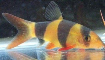 三间鼠鱼图片 观赏鱼图片