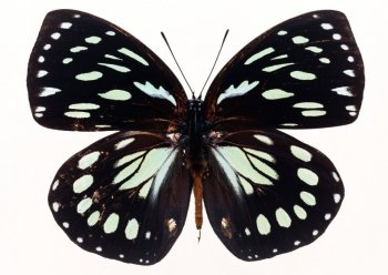 黑色蝴蝶标本图片