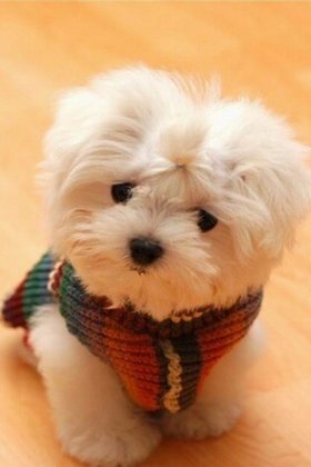 动物图片大全，可爱小狗狗