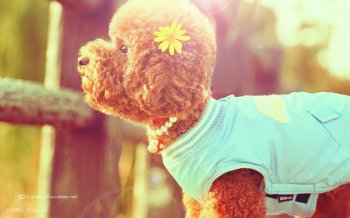 可爱玩具贵宾犬