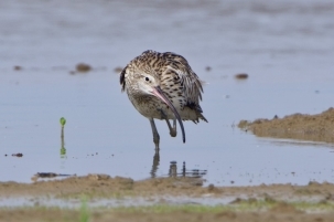 动物图片，白腰杓鹬