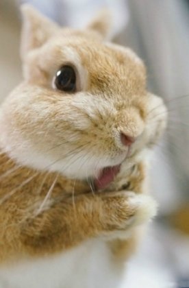 动物图片，可爱的兔子