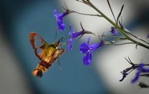 昆虫界的“四不像”——蜂鸟鹰蛾