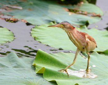 荷叶上散步的黄苇鳽图片