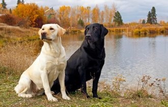 宽屏可爱小狗写真