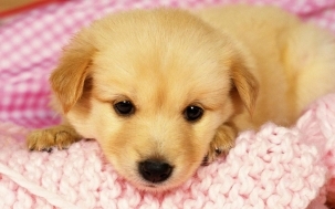 狗狗图片，萌狗狗