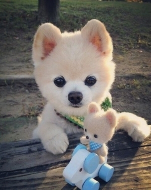 狗狗图片，超萌超可爱的狗狗