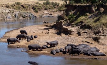 马拉河上的河马