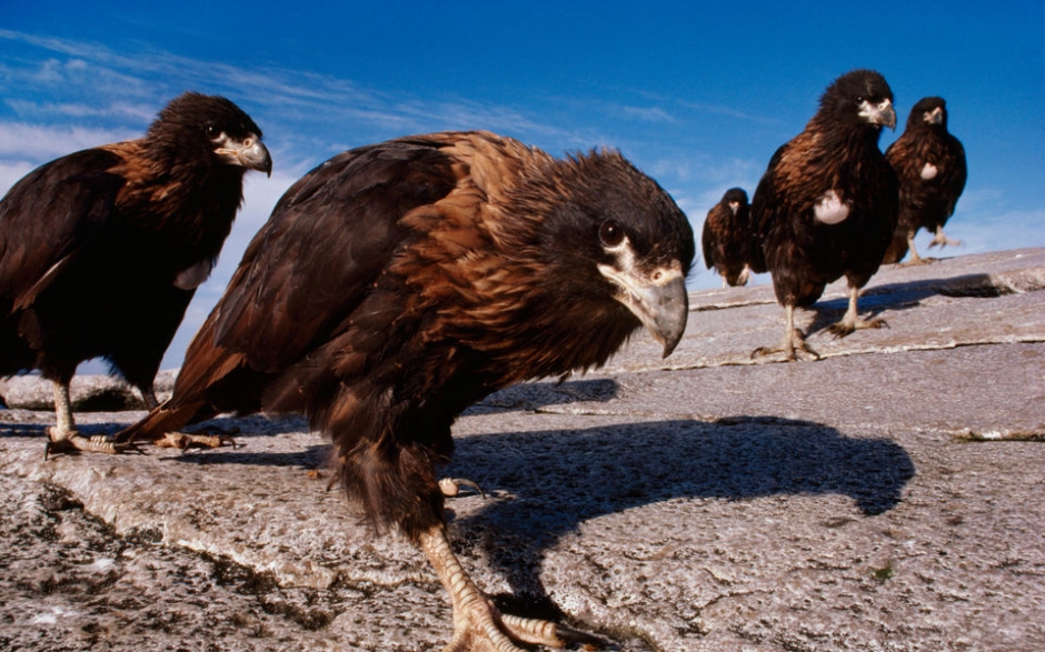 微软官方win7主题 南极洲壁纸