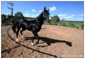 俊马：阿哈尔捷金马图片