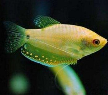 金曼龙鱼图片  观赏鱼图片