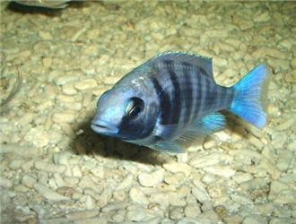 蓝宝石鱼图片  观赏鱼图片
