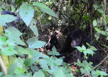 乌干达的山地大猩猩