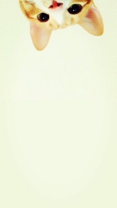 调皮可爱小猫咪