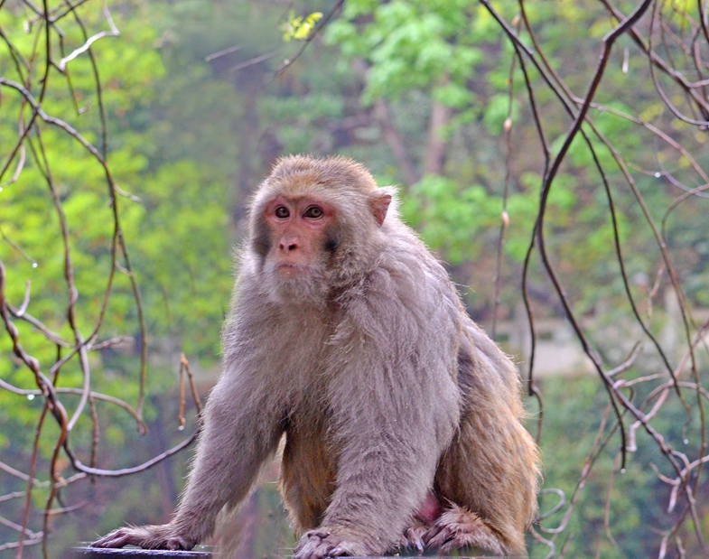 萌猴子图片 猴子们的乐趣图片